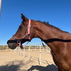Pink Horse Halter lead rope set